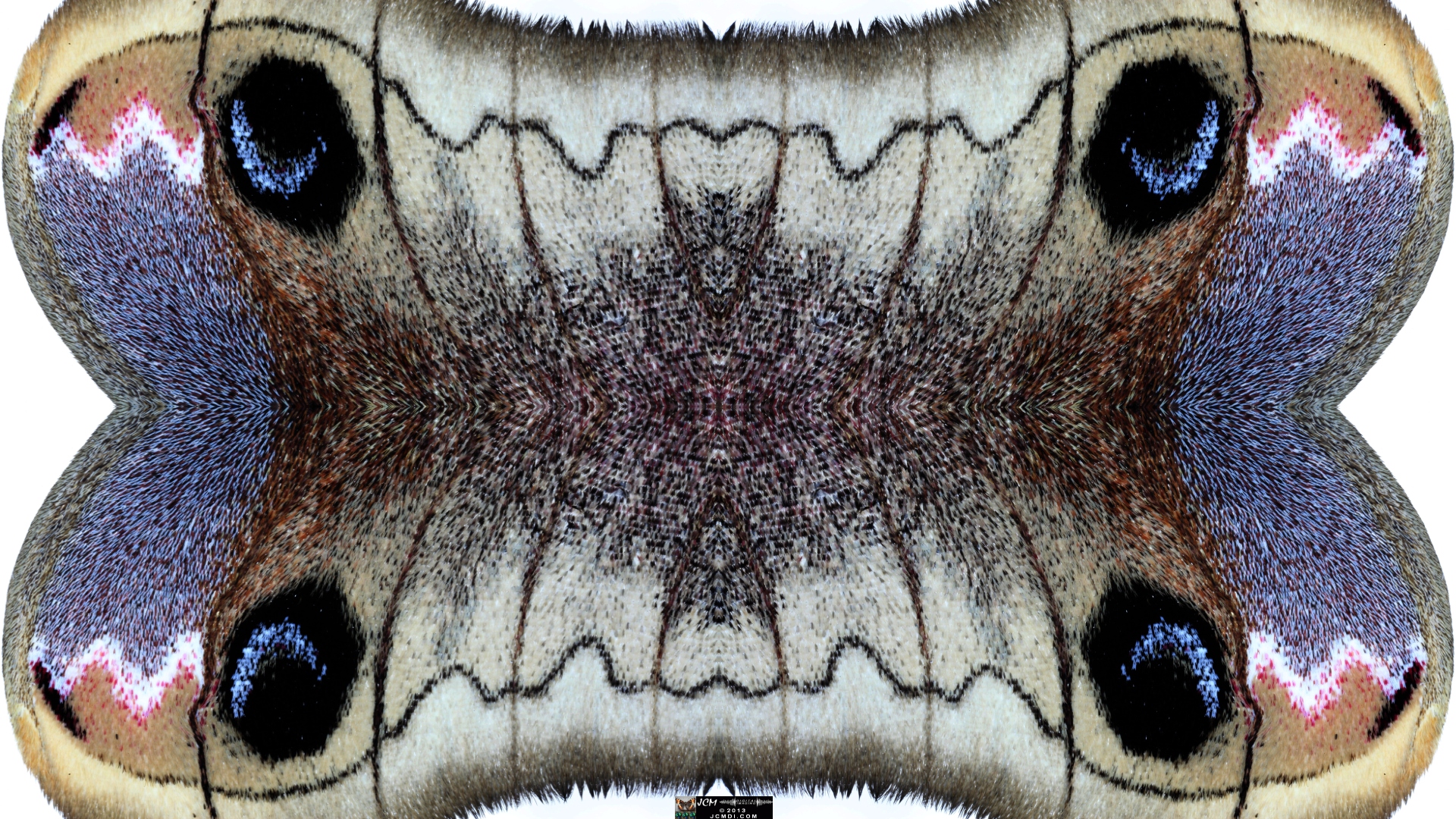 Butterfly Scales Macro Stills quadroscopic image